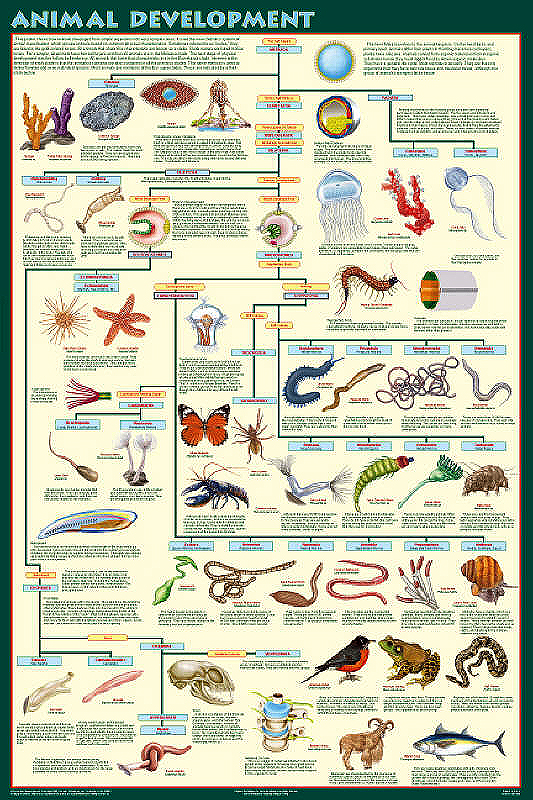 Animal Development Chart show all major groups.
