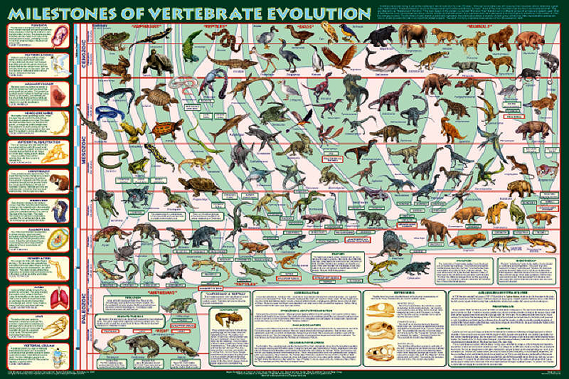 animal evolution timeline