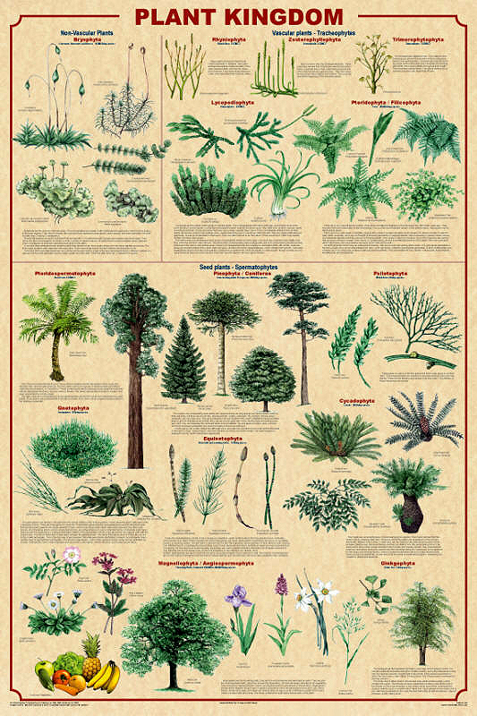 Plant Kingdom Poster By Feenixx Publishing